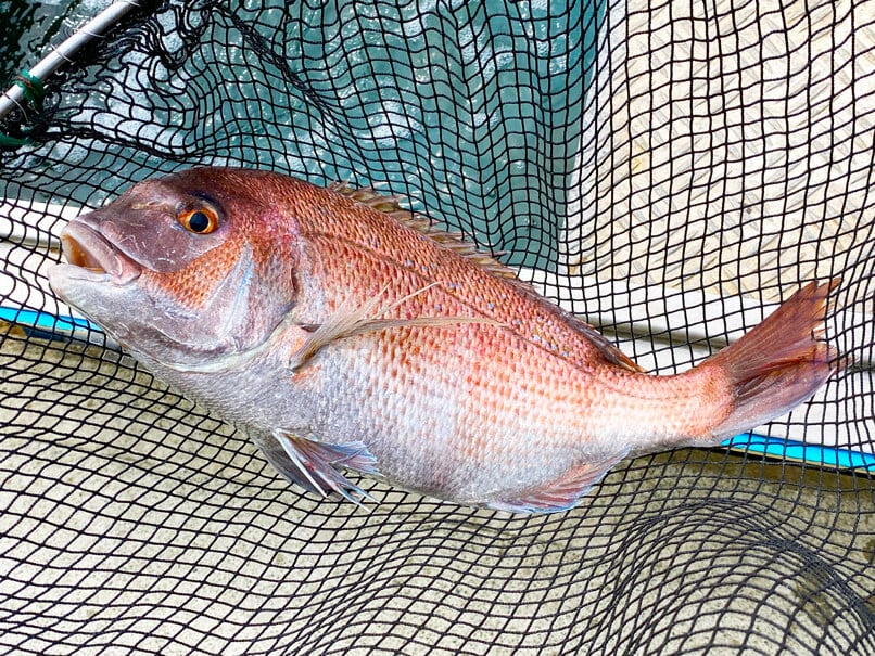 垂水平磯海づり公園年 末恒例「正月用活魚直売会」地元で新鮮な魚を!