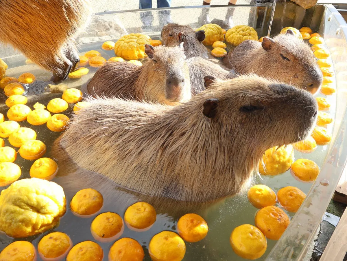 姫路セントラルパーク カピバラゆず湯 2026年1月6日まで 冬至