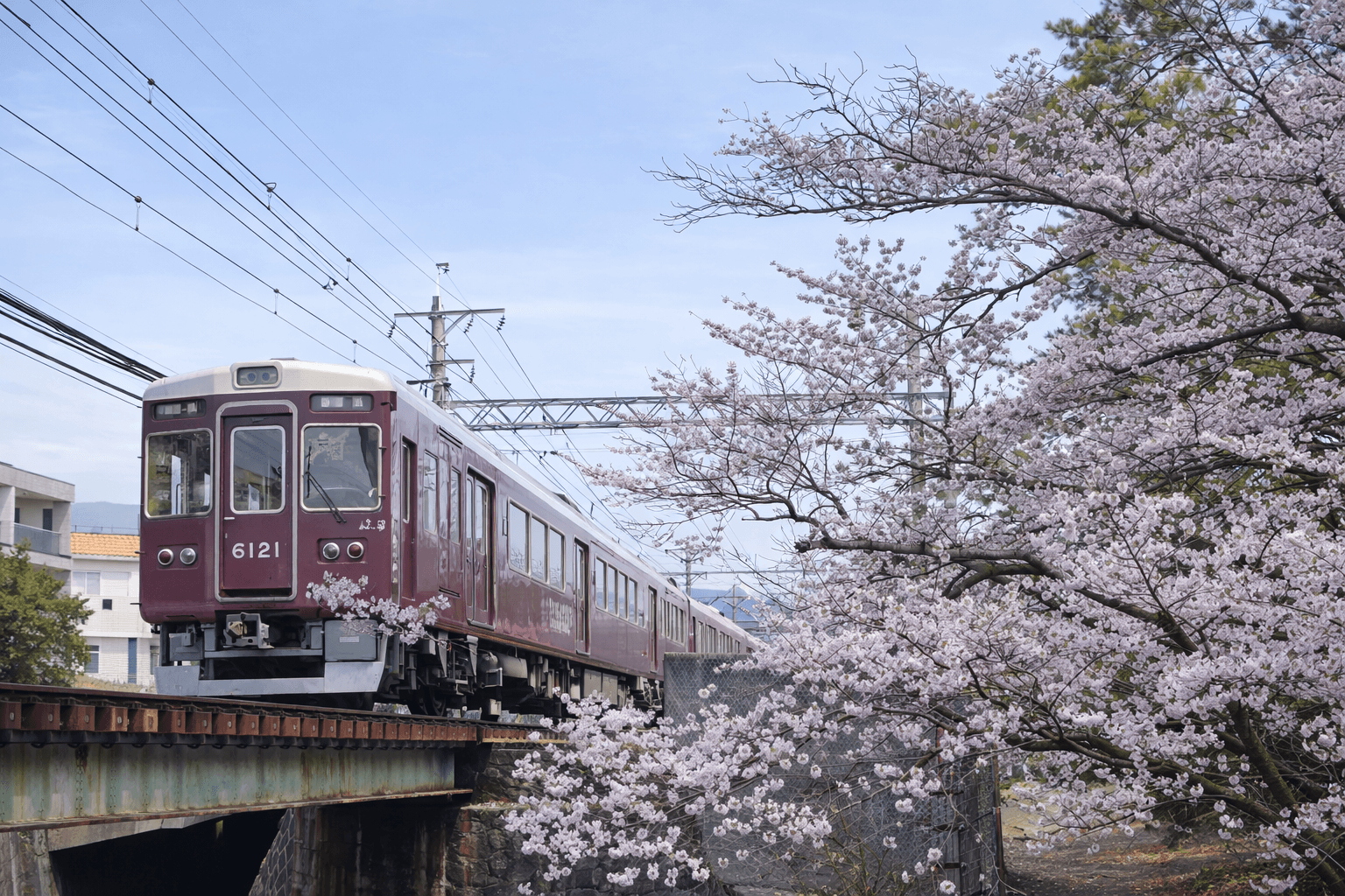 阪神間屈指の桜名所、夙川公園。歴史と絶景、穴場撮影スポット