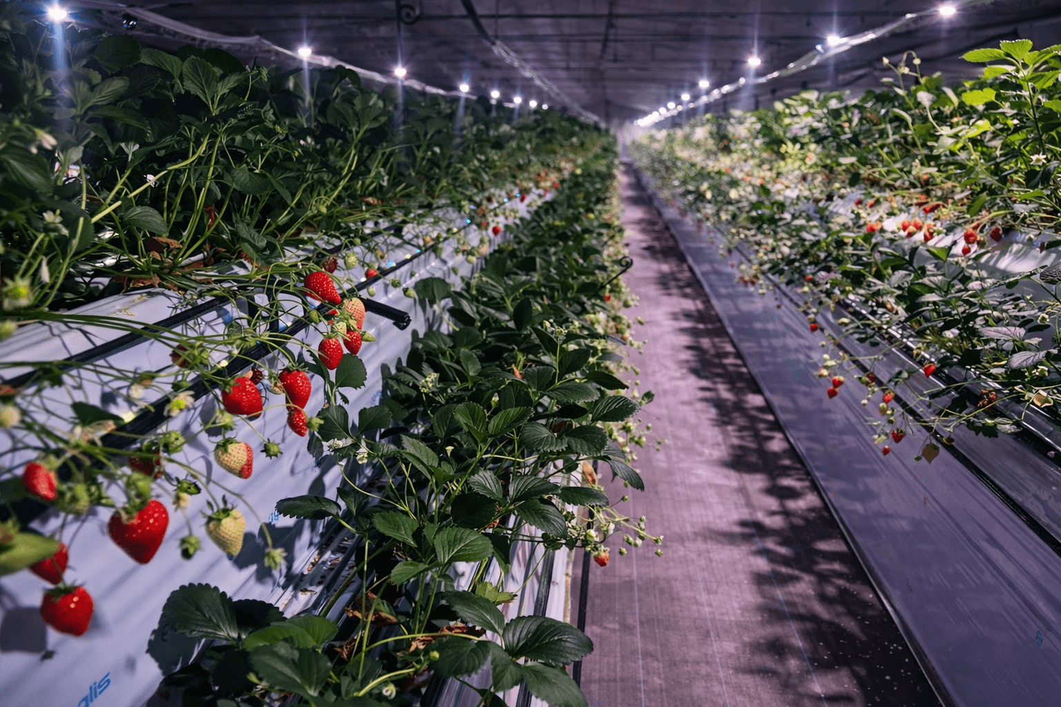 三田市福助ファーム、夜のいちご狩り3/20開始!ライトアップで幻想的な体験