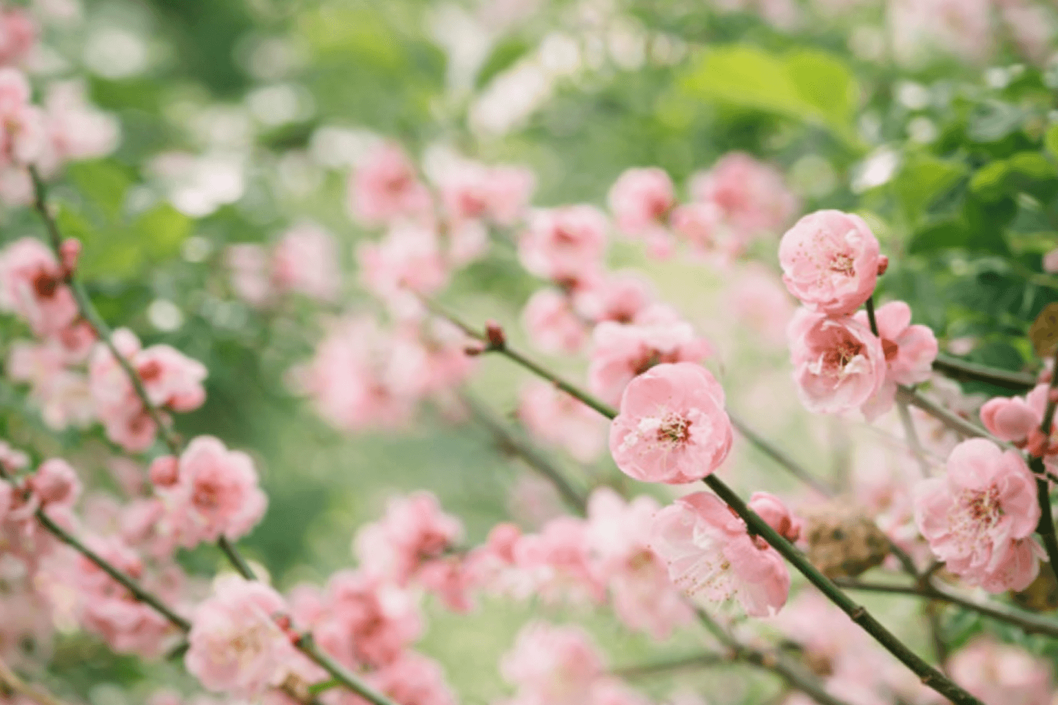 幻のいちご×有馬芸妓!神戸発、文化体験バスツアーで特別な一日
