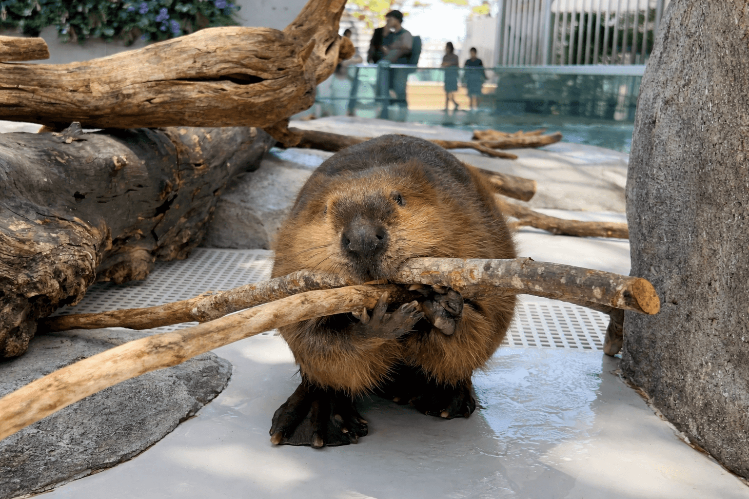神戸アトアに新ビーバー!のいち動物公園から「ジャム」が仲間入り