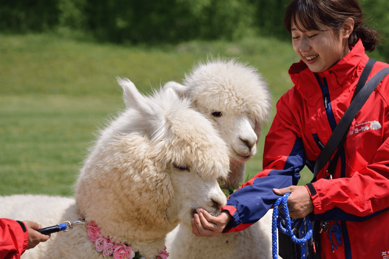 神河町ヨーデルの森 4月は働くクルマ&動物ふれあい体験!家族で春を満喫