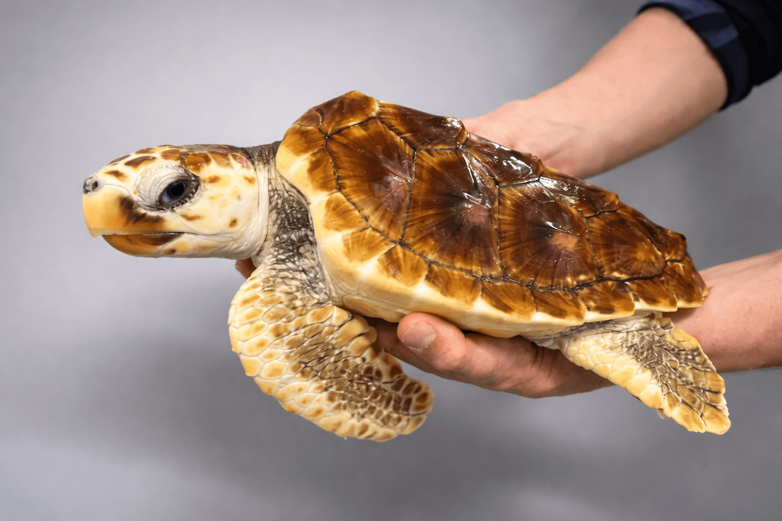 神戸須磨シーワールド 4/19 飼育の日 カメ特別レクチャー開催