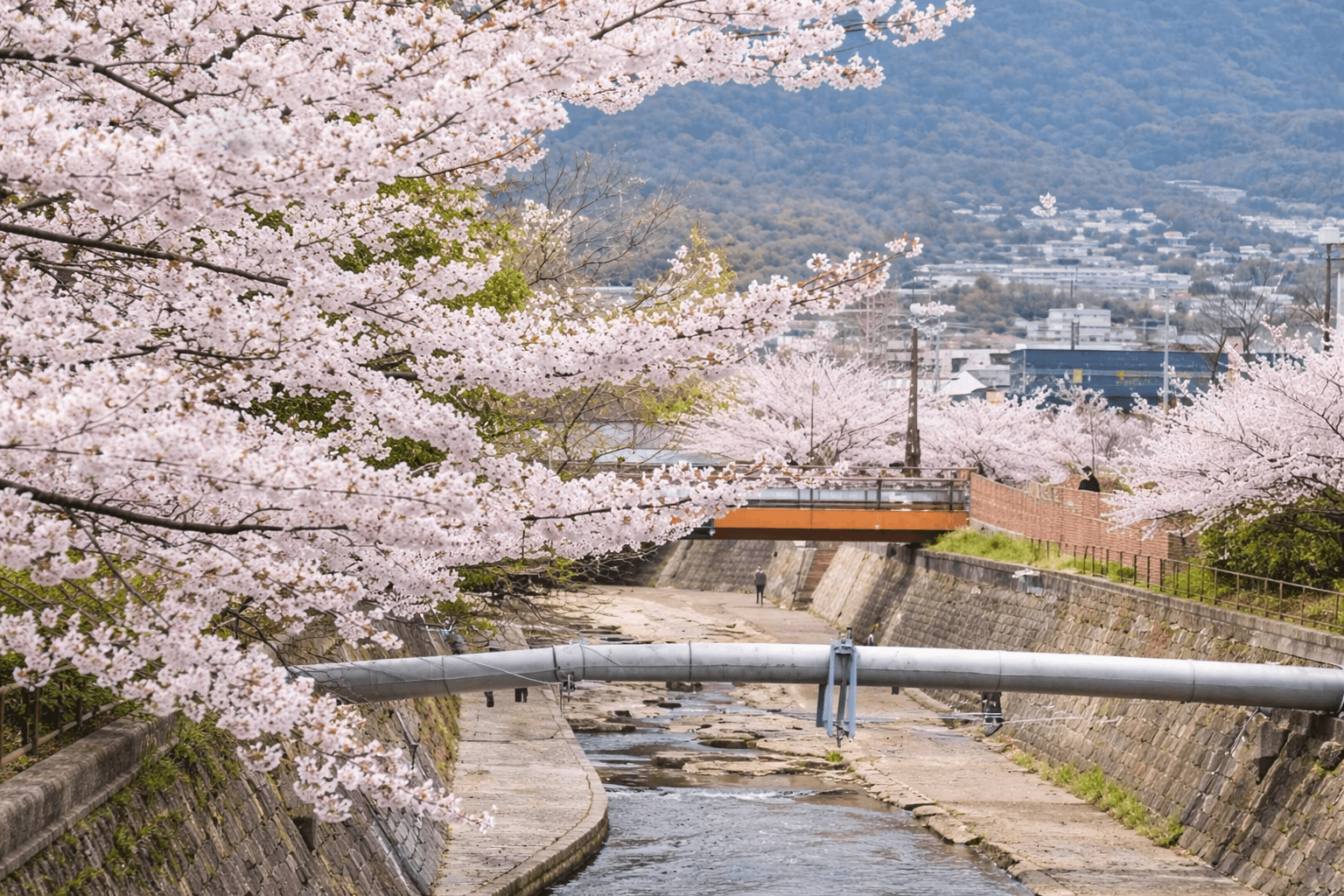 神戸 灘「桜まつり 2026」都賀川公園 模擬店・ステージイベント開催