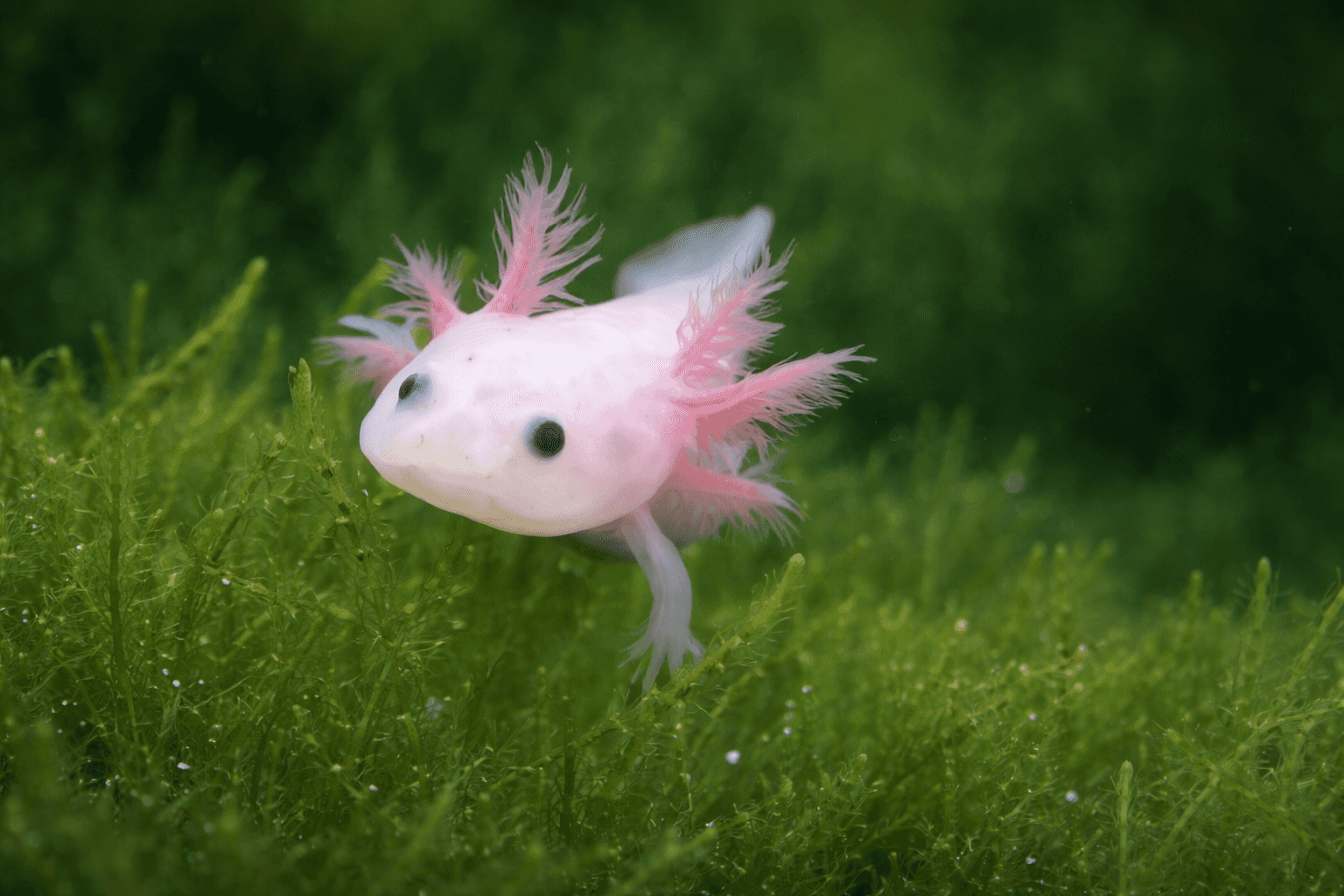 飾磨区・リバーシティーで「わくわく水族館」開催!4月12日まで