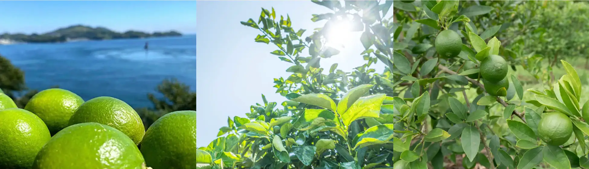 しまなみ育ち「伯方島ライム」専門店が神戸元町に誕生!皮ごと味わう新体験のイメージ画像