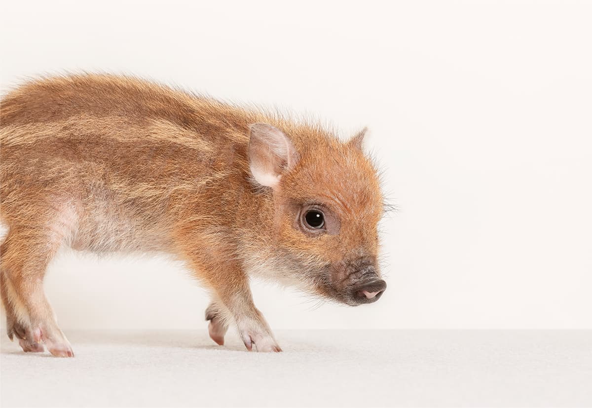 神戸三宮にマイクロブタカフェ「mipig cafe」12月20日オープンのイメージ画像