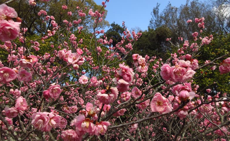 須磨離宮公園 梅見会2026!神戸で早春の梅を楽しむのイメージ画像