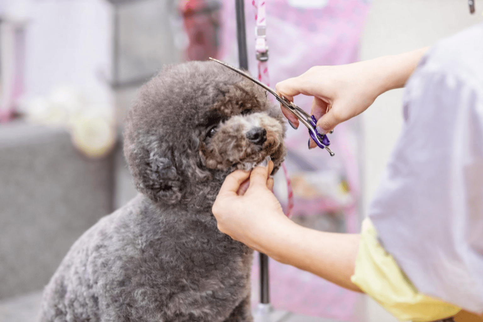 伊丹市森本にドッグサロンHug meオープン!トリミング・ホテル予約受付中のイメージ画像