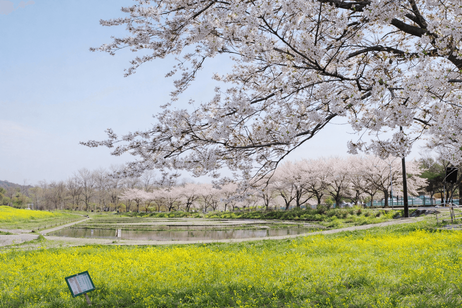 神戸の桜開花予想2026!ウェザーマップ発表、お花見時期はいつ?のイメージ画像