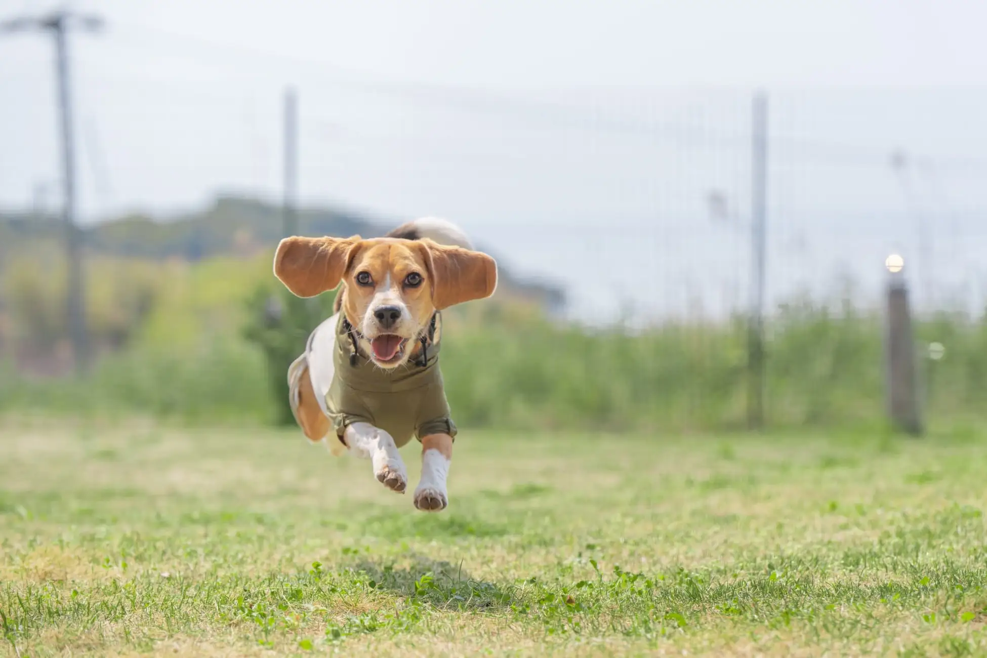 淡路島グランピング「GLAMP TIME淡路」いぬやど掲載!愛犬と絶景体験のイメージ画像
