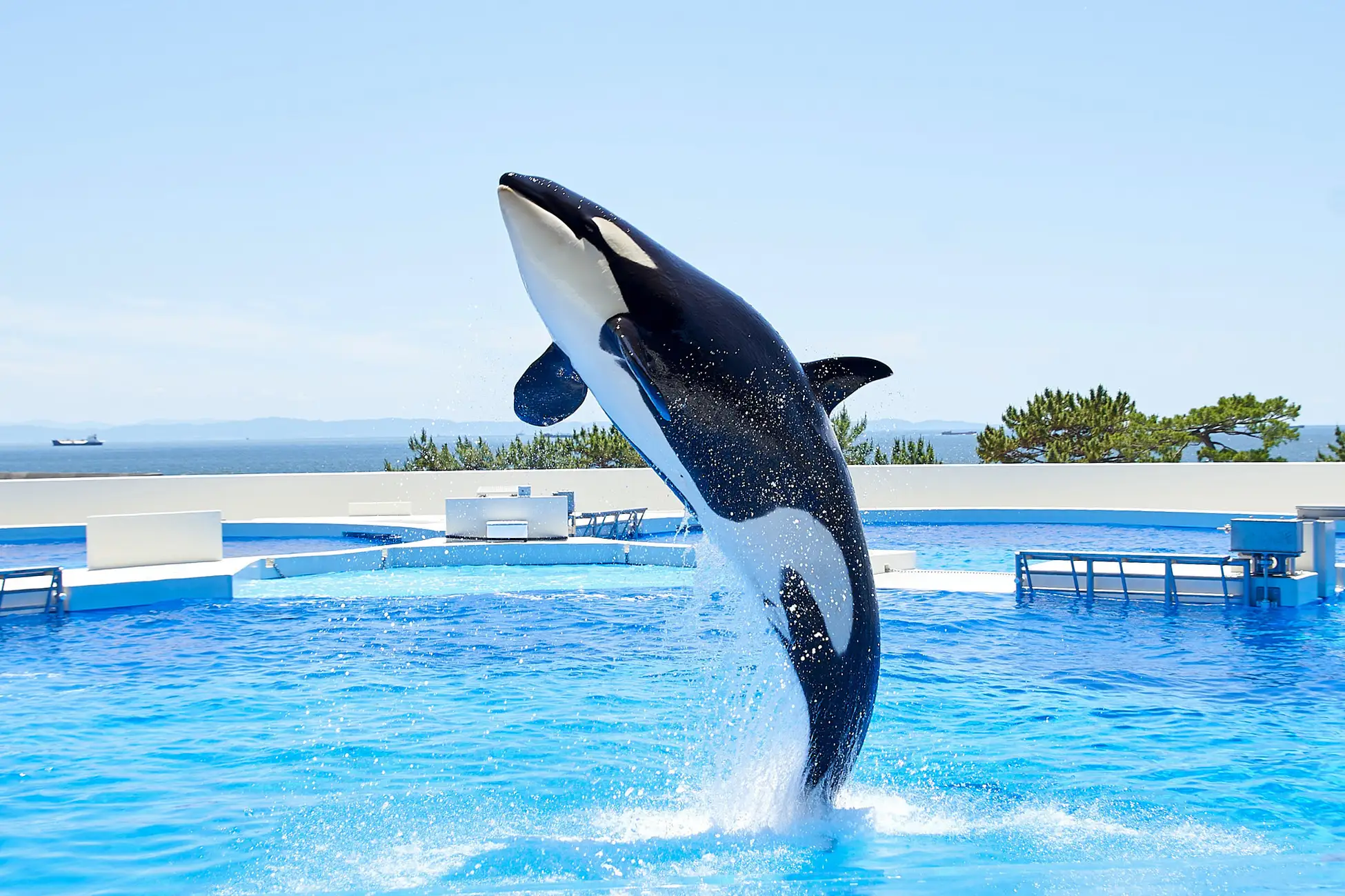 神戸須磨シーワールド×松蔭高校、2/11エコイベント開催!海洋問題を学ぼうのイメージ画像