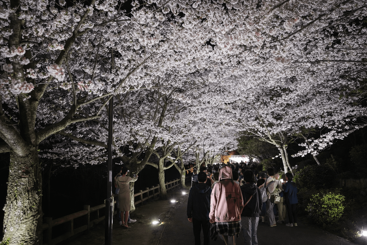 須磨浦公園「敦盛桜2026」開催!海と桜の絶景&夜桜プロジェクションのイメージ画像