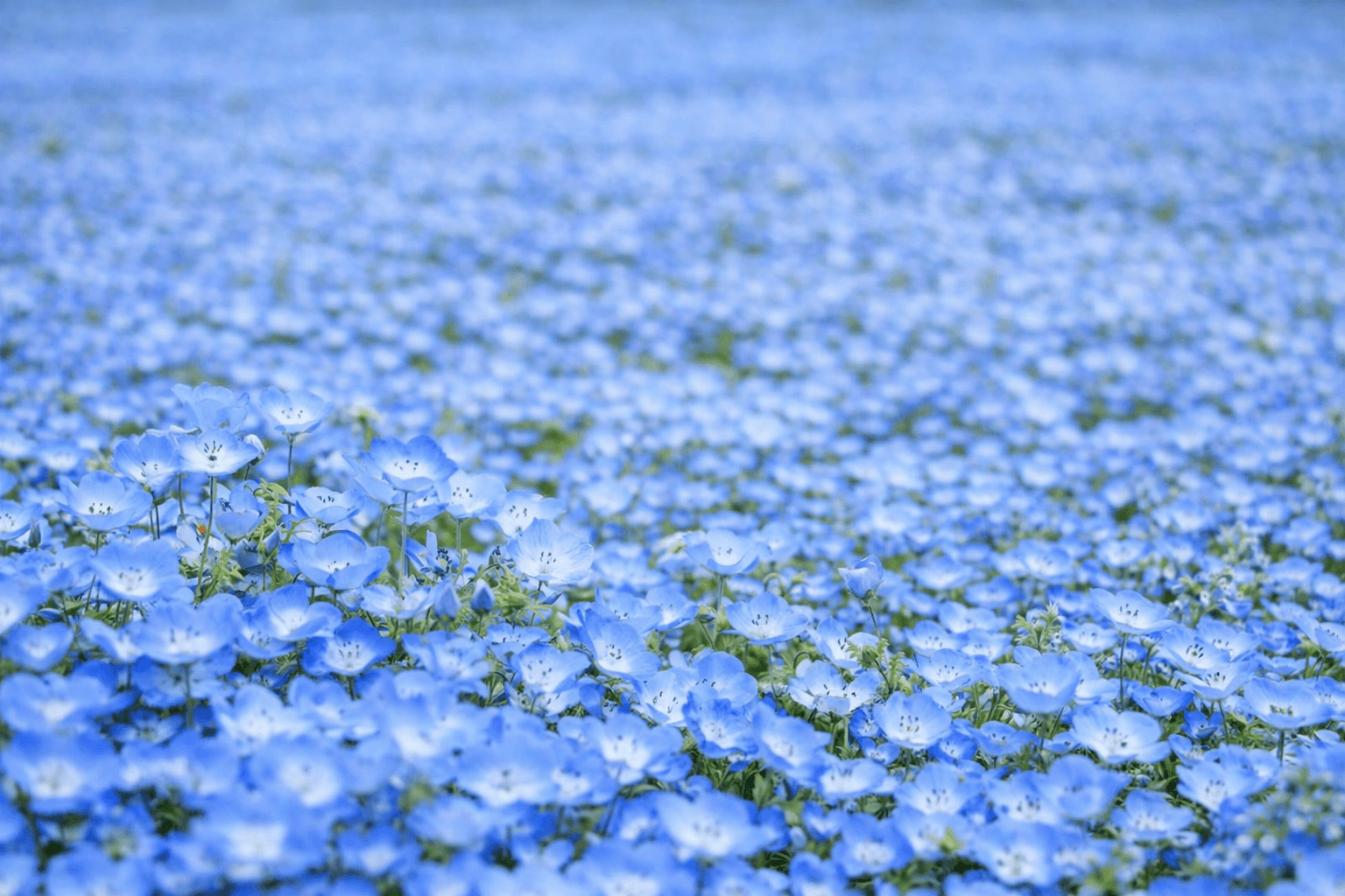 神戸アグリパーク ネモフィラの丘2026 100万輪の青い絶景、4/18〜5/17のイメージ画像