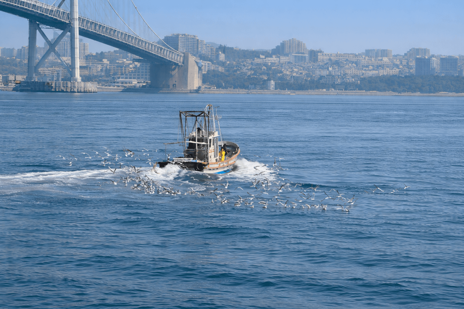 播磨灘イカナゴ漁況予報2026発表|3海域で昨年同様厳しい漁模様かのイメージ画像