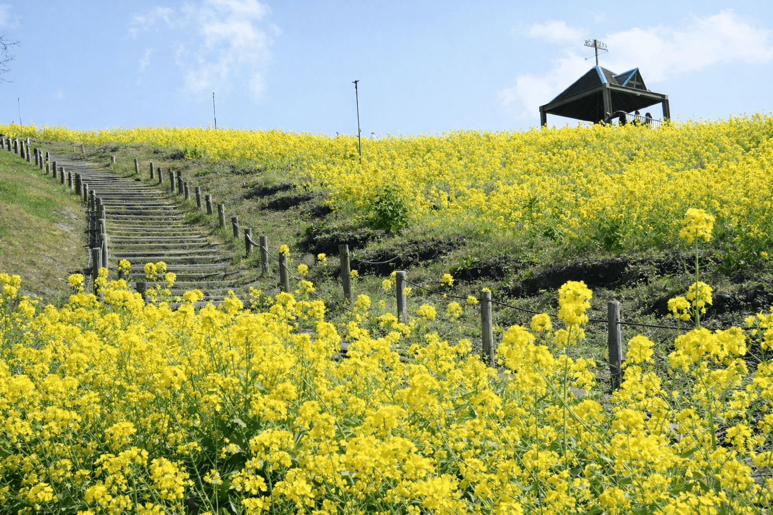 神戸総合運動公園「菜の花まつり」3/21開催!マルシェも同時開催のイメージ画像