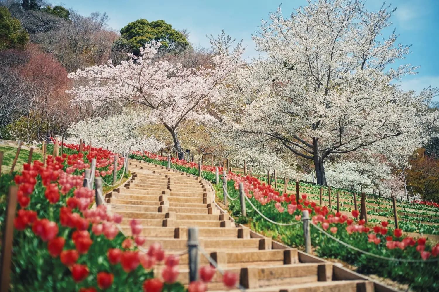 神戸布引ハーブ園「春のGARDEN FEST」開催!絶景と花と香りに癒やされるのイメージ画像