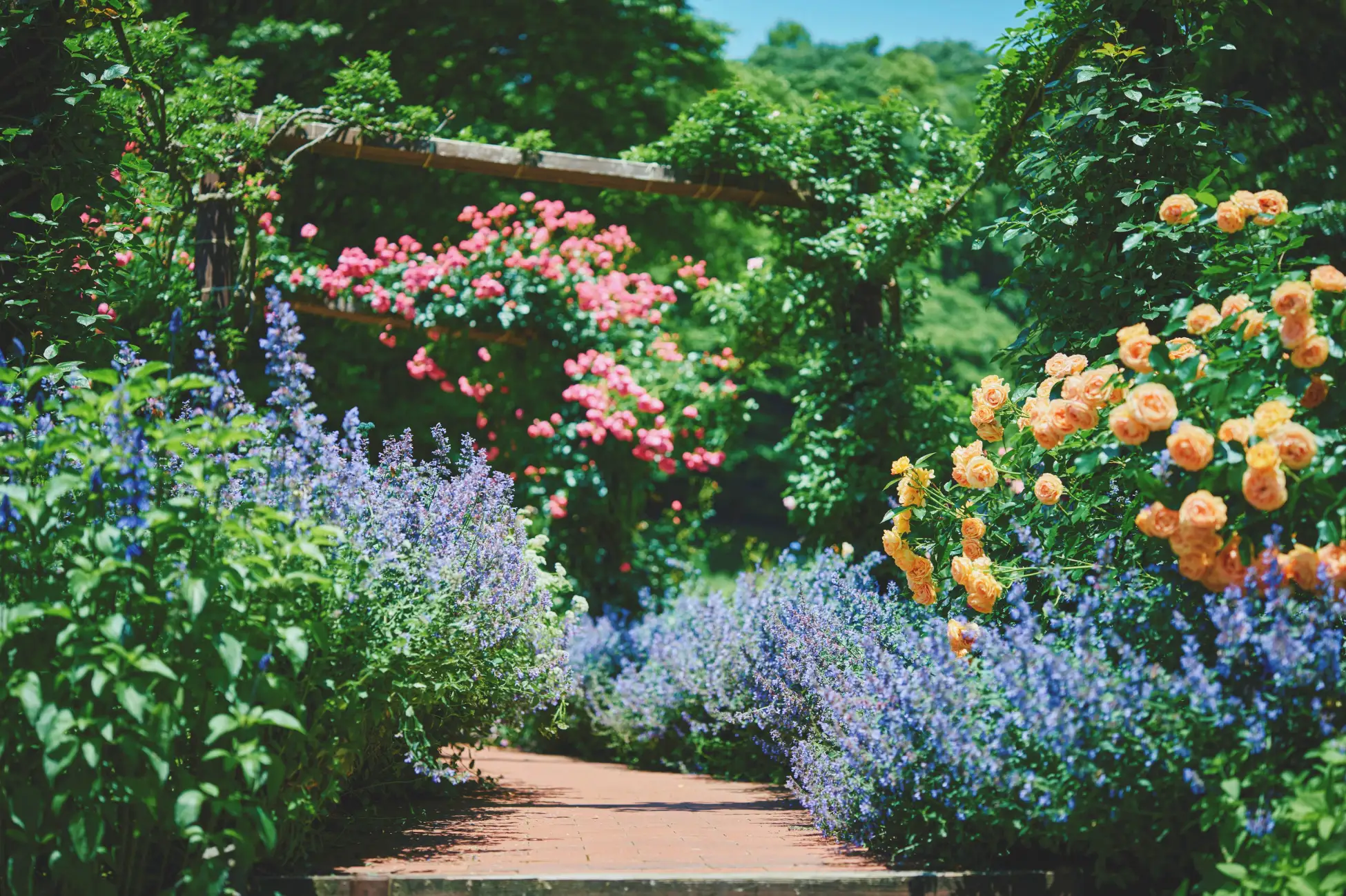 神戸布引ハーブ園「春のGARDEN FEST」開催!絶景と花と香りに癒やされるのイメージ画像