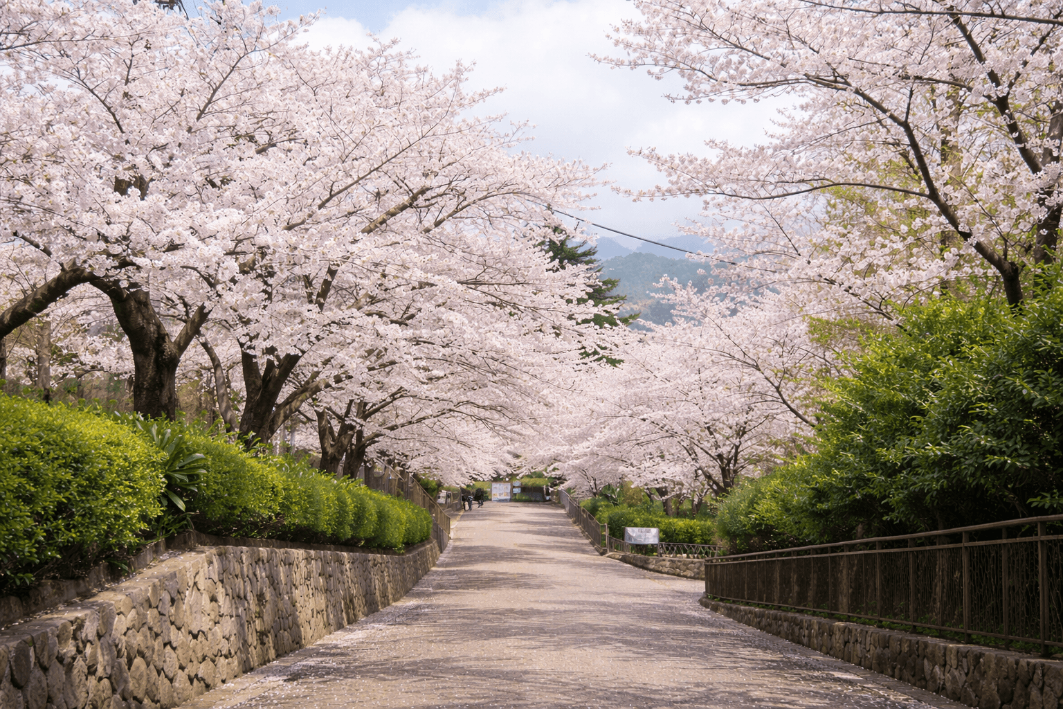 兵庫県神戸市お花見スポット20選!夜桜・屋台も楽しめるのイメージ画像