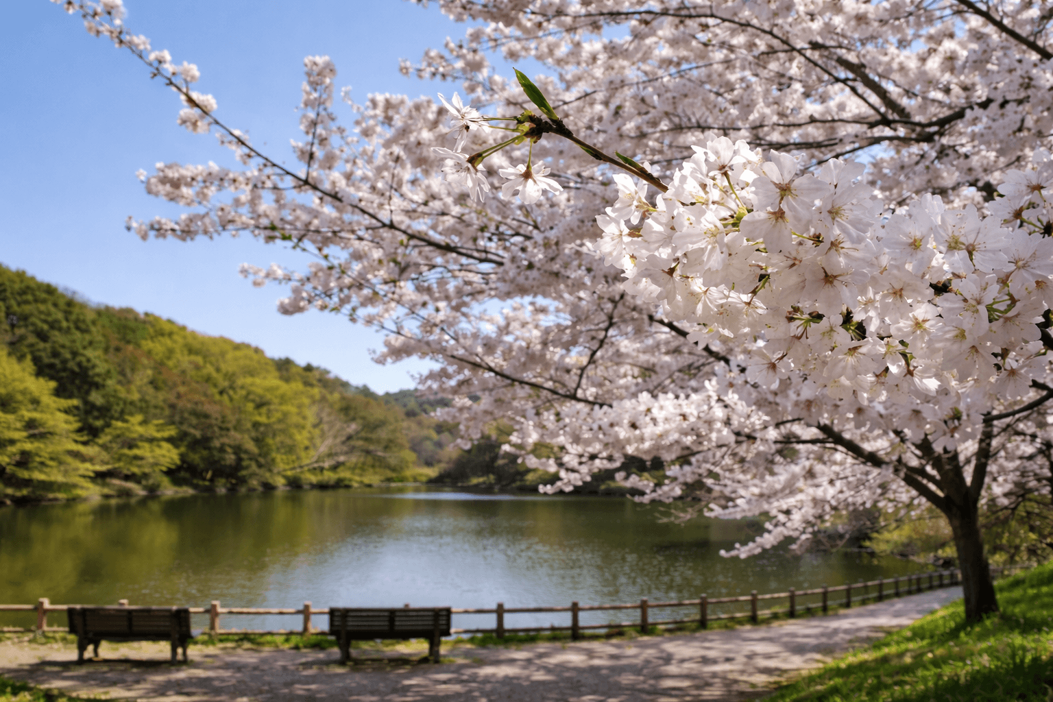 兵庫県神戸市お花見スポット20選!夜桜・屋台も楽しめるのイメージ画像