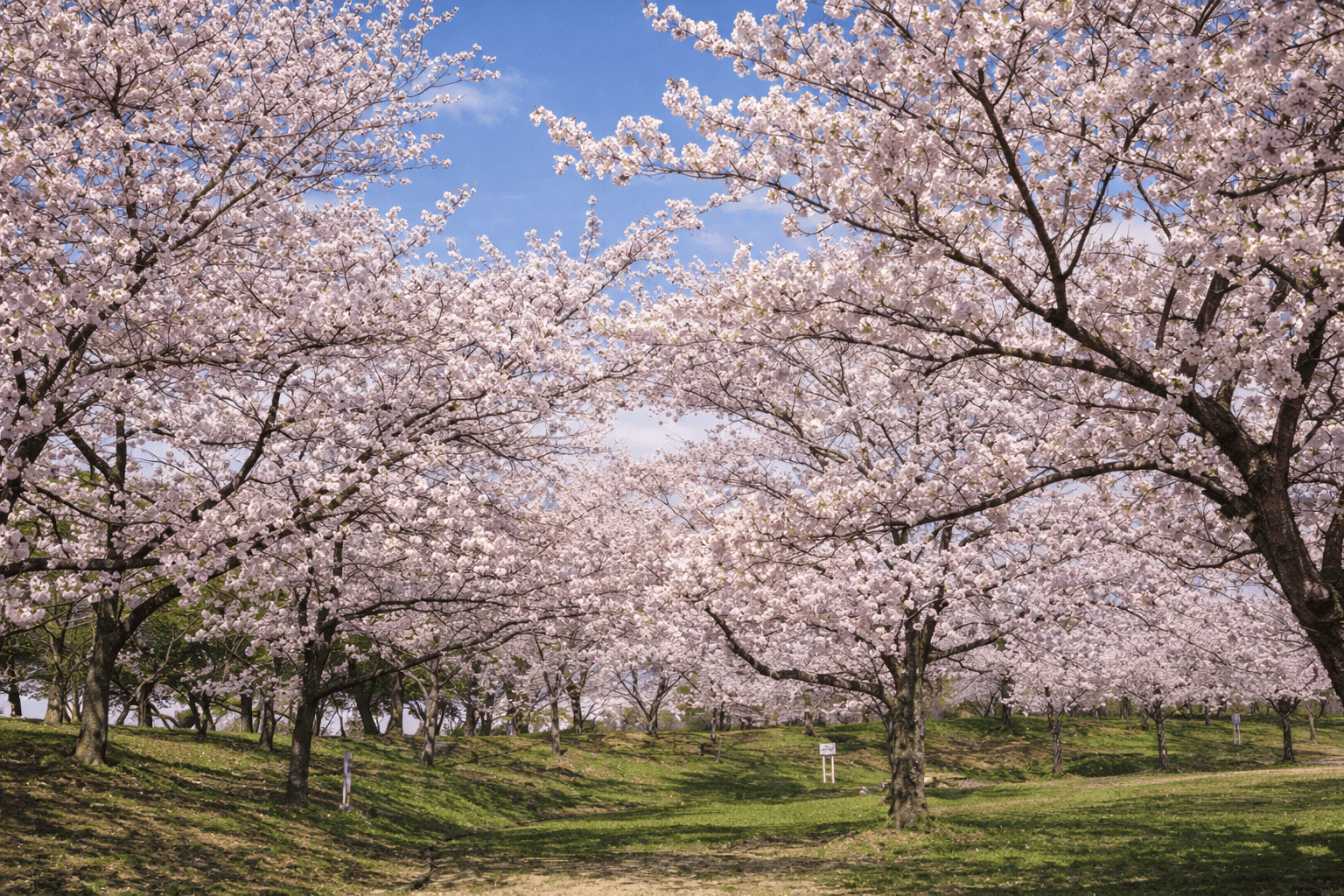 兵庫県神戸市お花見スポット20選!夜桜・屋台も楽しめるのイメージ画像