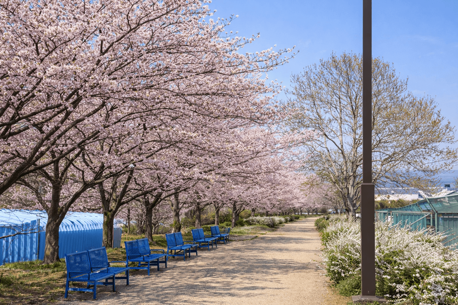 兵庫県神戸市お花見スポット20選!夜桜・屋台も楽しめるのイメージ画像
