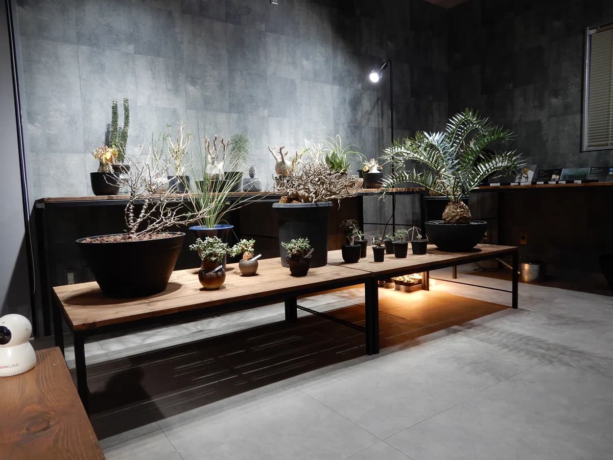 春分の日は東灘区で癒やしの植物体験!珍しい植物、ワイン、いちごが集まるイベントのイメージ画像