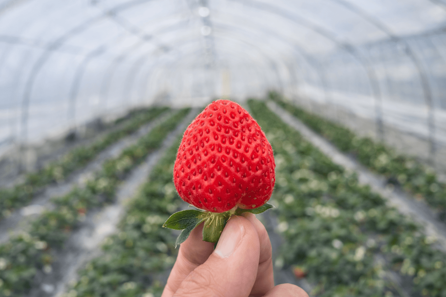 春分の日は東灘区で癒やしの植物体験!珍しい植物、ワイン、いちごが集まるイベントのイメージ画像