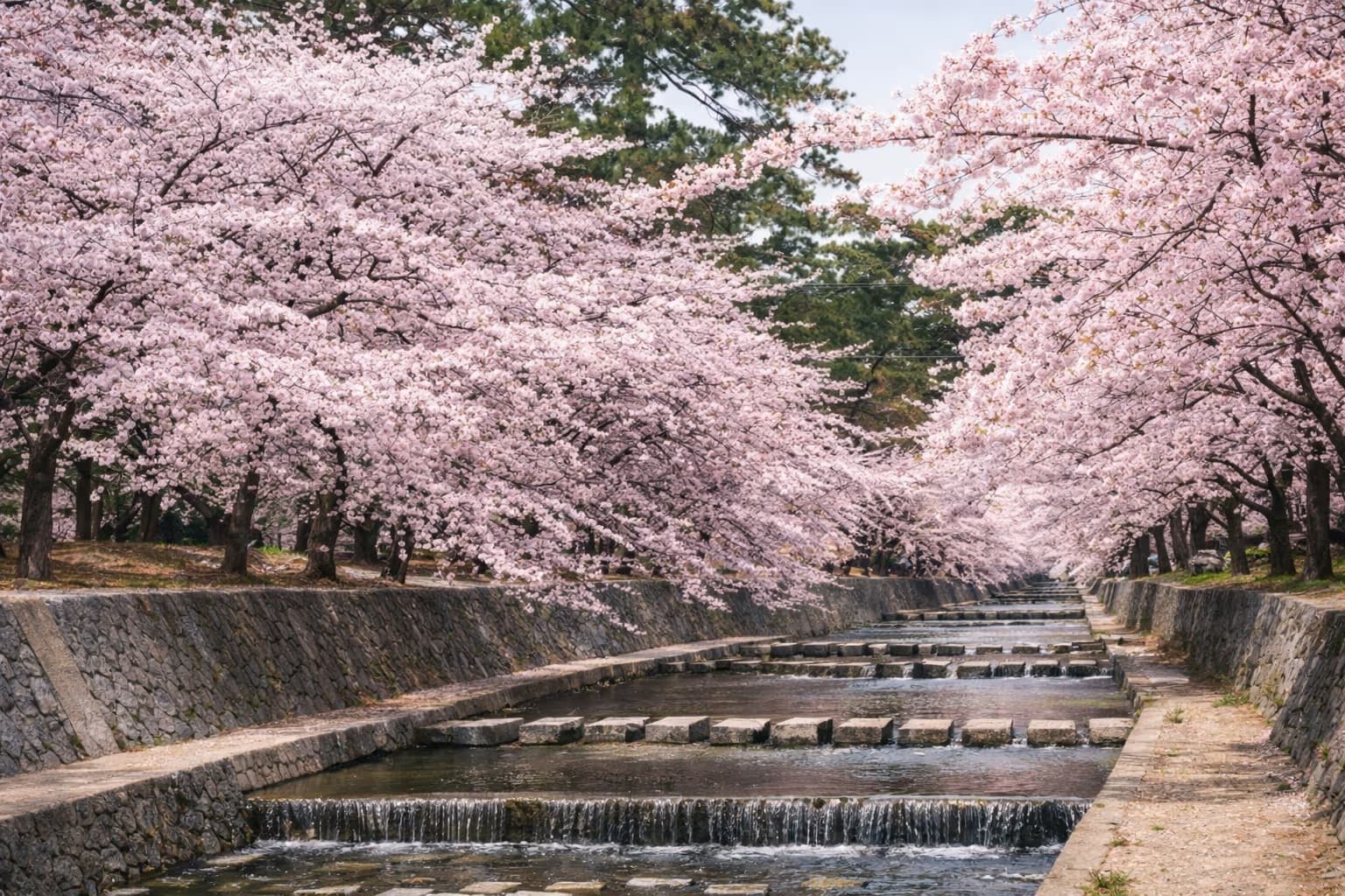 阪神間屈指の桜名所、夙川公園。歴史と絶景、穴場撮影スポットのイメージ画像