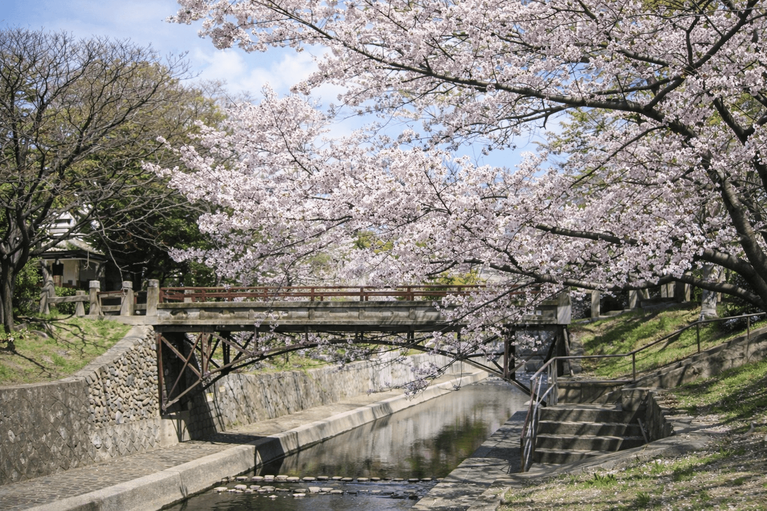 阪神間屈指の桜名所、夙川公園。歴史と絶景、穴場撮影スポットのイメージ画像