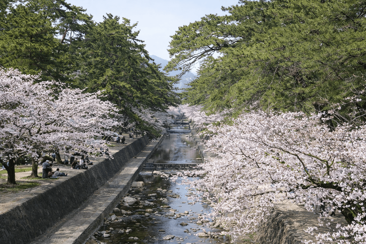 阪神間屈指の桜名所、夙川公園。歴史と絶景、穴場撮影スポットのイメージ画像