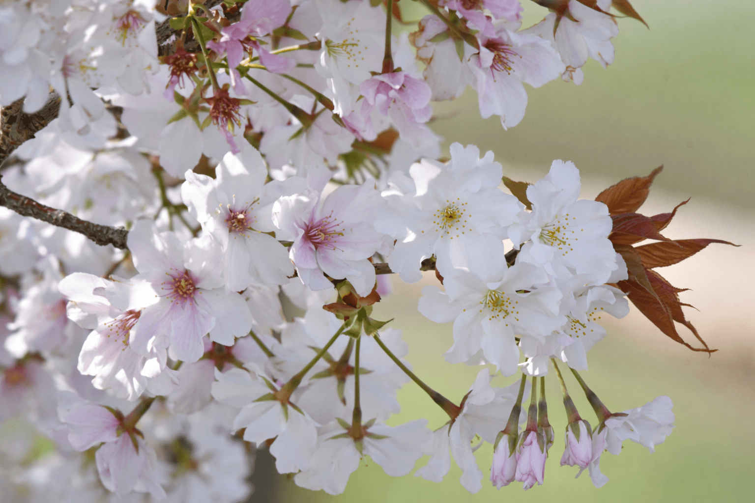 阪神間屈指の桜名所、夙川公園。歴史と絶景、穴場撮影スポットのイメージ画像