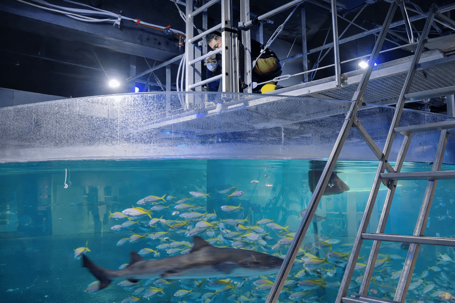 神戸アトアで飼育員体験!水族館の裏側へのイメージ画像