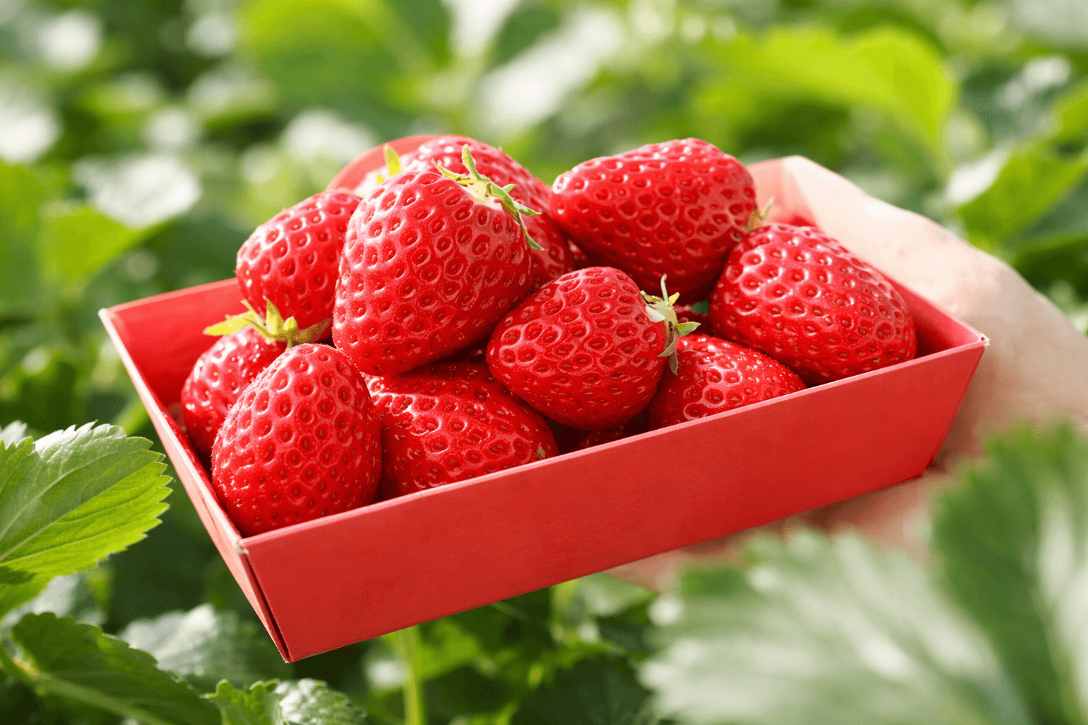 幻のいちご×有馬芸妓!神戸発、文化体験バスツアーで特別な一日のイメージ画像