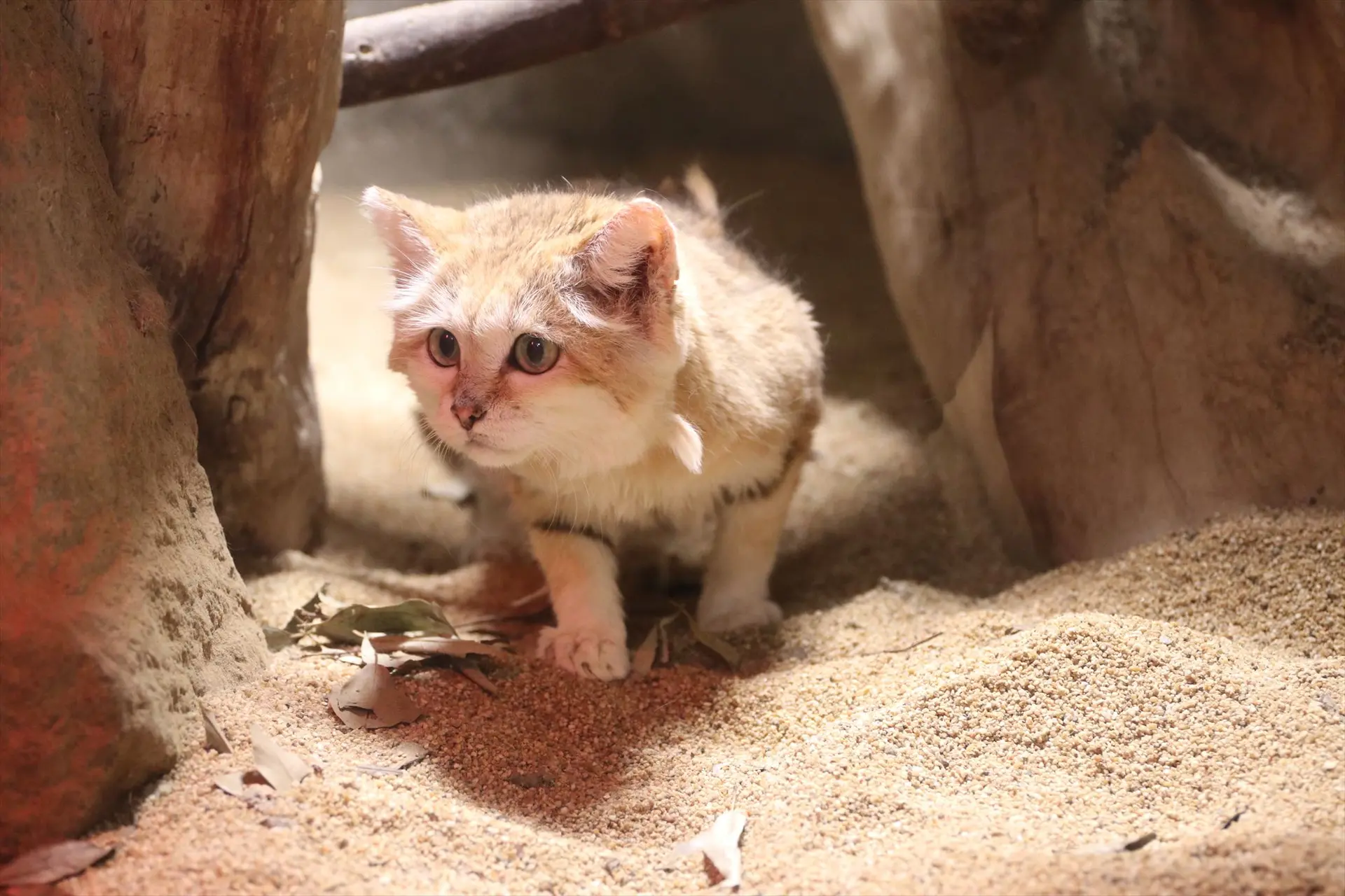 神戸どうぶつ王国 入園料改定 2026年4月 大人・シルバー料金変更へのイメージ画像
