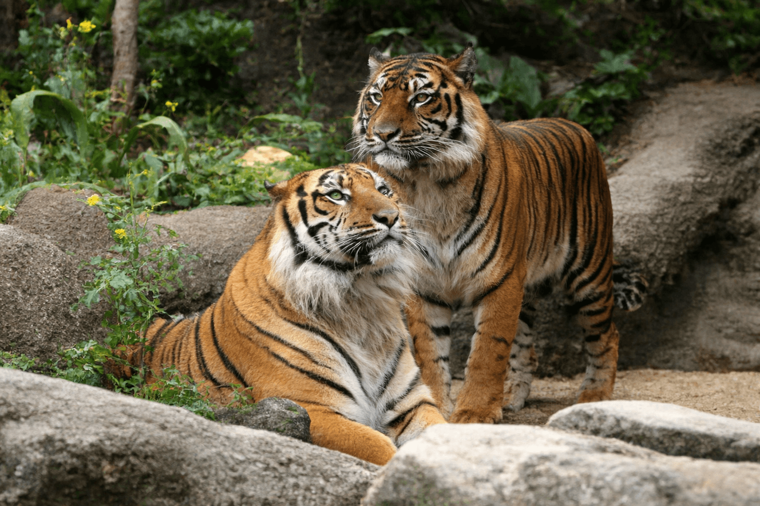 神戸どうぶつ王国 入園料改定 2026年4月 大人・シルバー料金変更へのイメージ画像