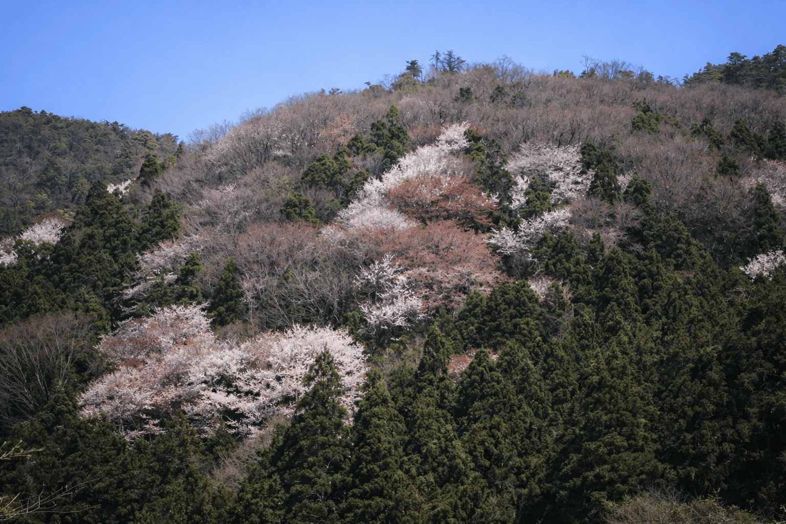 宝塚市 JR福知山線廃線敷ハイキング4月開催!歴史と自然を満喫のイメージ画像