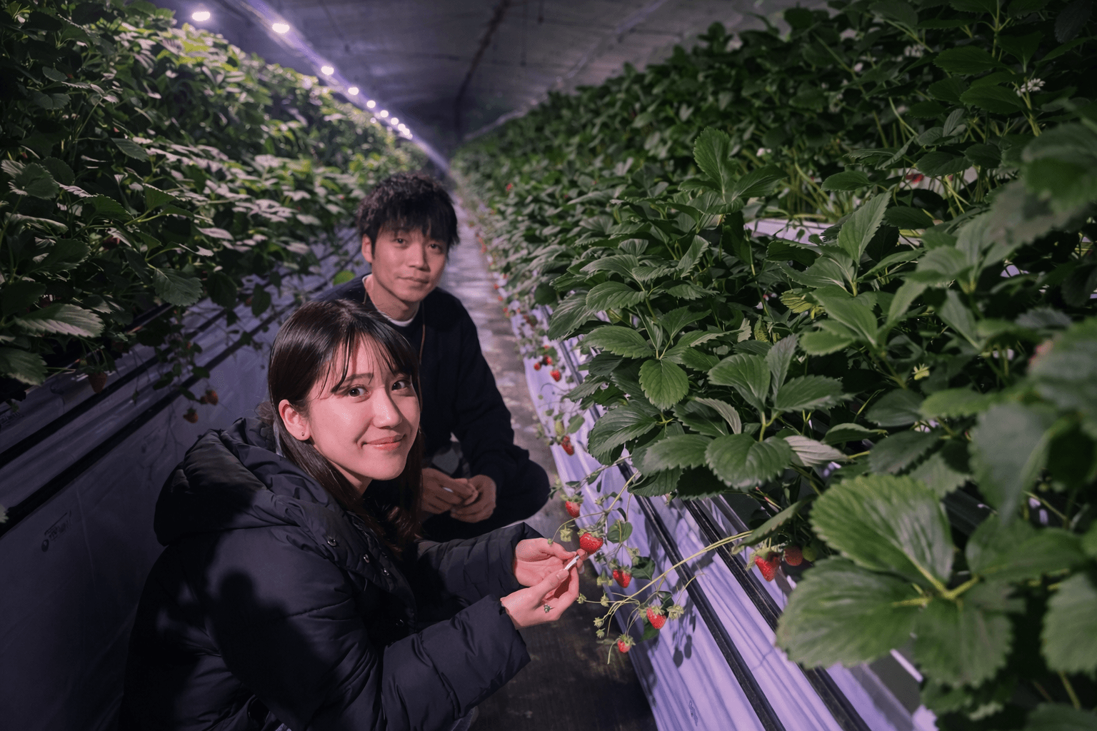三田市福助ファーム、夜のいちご狩り3/20開始!ライトアップで幻想的な体験のイメージ画像