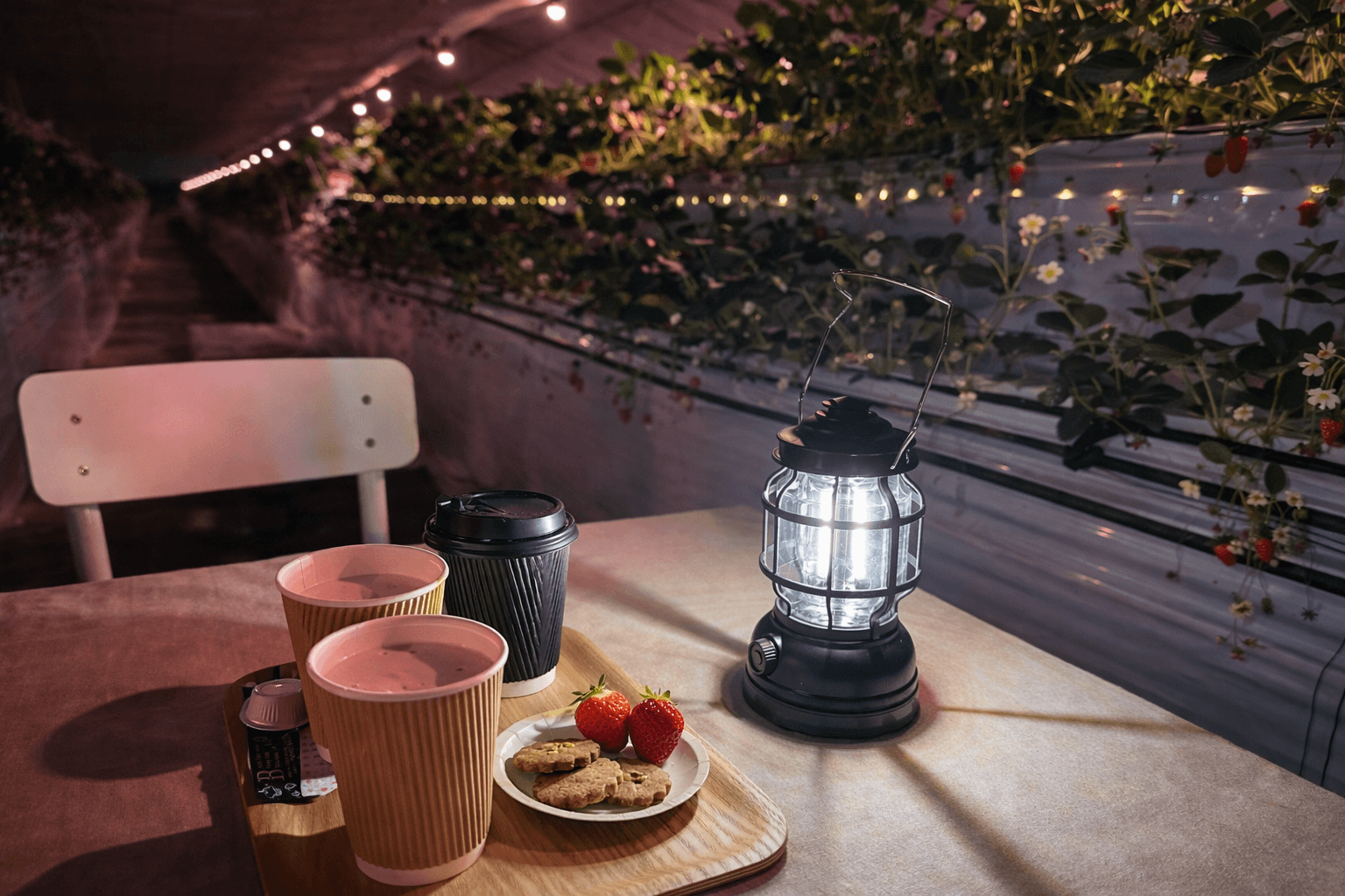 三田市福助ファーム、夜のいちご狩り3/20開始!ライトアップで幻想的な体験のイメージ画像