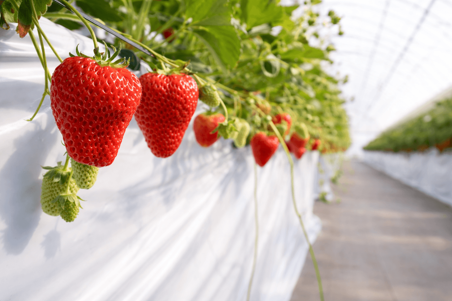 三田市福助ファーム、夜のいちご狩り3/20開始!ライトアップで幻想的な体験のイメージ画像