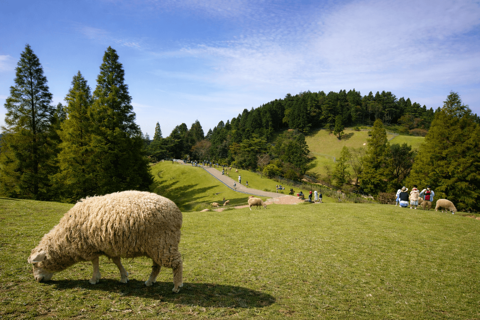 六甲山牧場50周年記念イベント 4月4日&5日開催!先着でお菓子プレゼントのイメージ画像