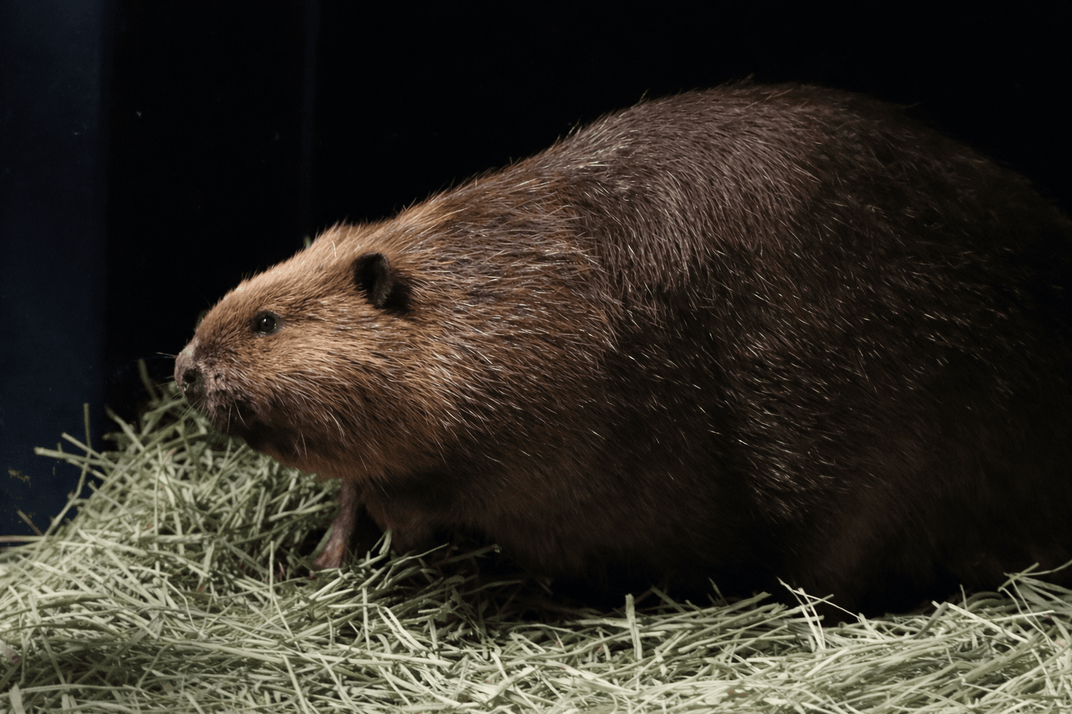 神戸アトアに新ビーバー!のいち動物公園から「ジャム」が仲間入りのイメージ画像