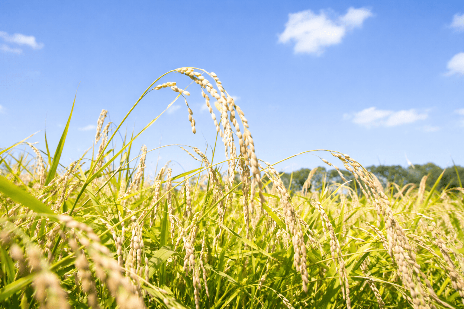 神戸灘区水道筋に米粉ドーナツ専門店「コミー」3/24開店!グルテンフリー、国産米油使用のイメージ画像