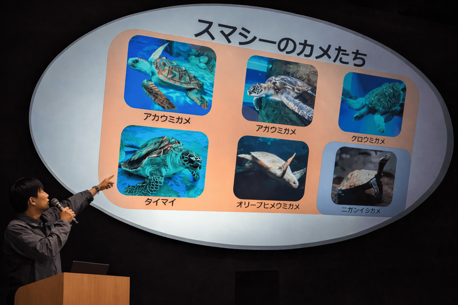 神戸須磨シーワールド 4/19 飼育の日 カメ特別レクチャー開催のイメージ画像