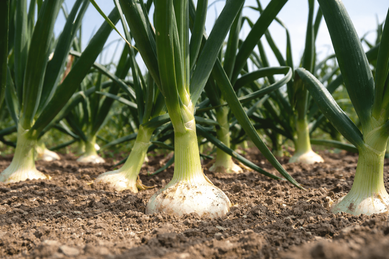 淡路SA上り線で春のグルメ旅!SA限定メニューを堪能のイメージ画像