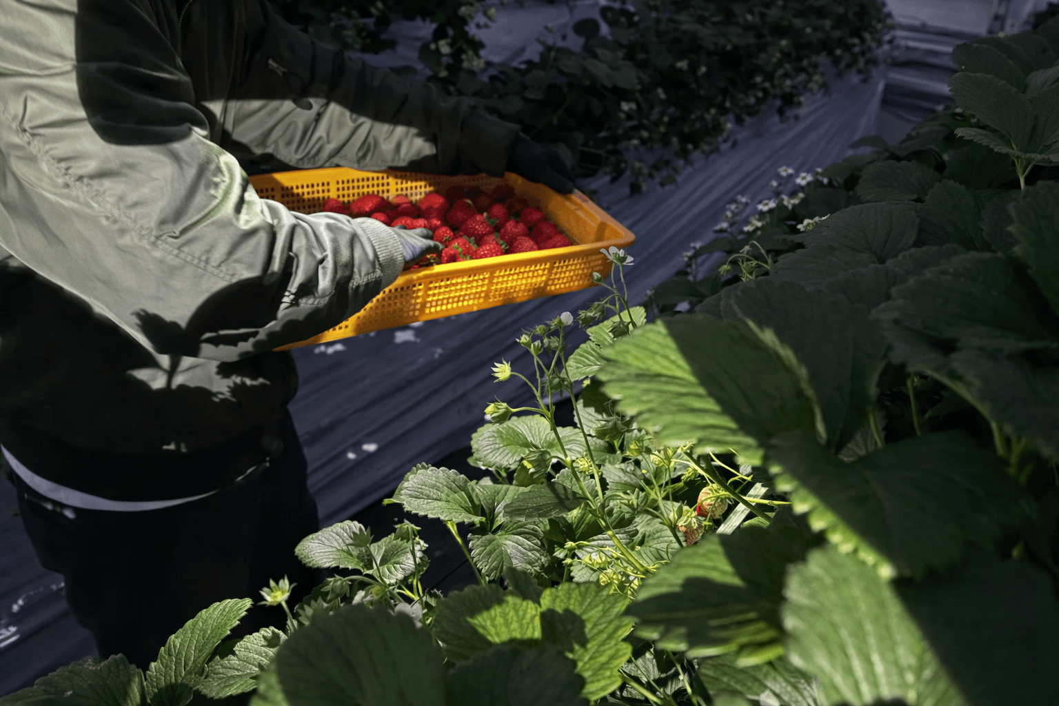 神戸ポートタワー「いちごフェア」開催!やくもファーム完熟いちごパフェ&ジャムのイメージ画像