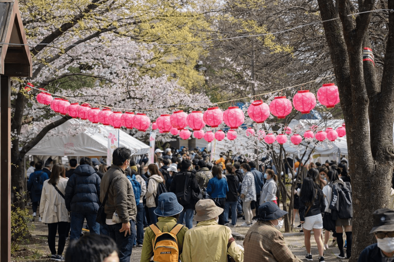 神戸 灘「桜まつり 2026」都賀川公園 模擬店・ステージイベント開催のイメージ画像