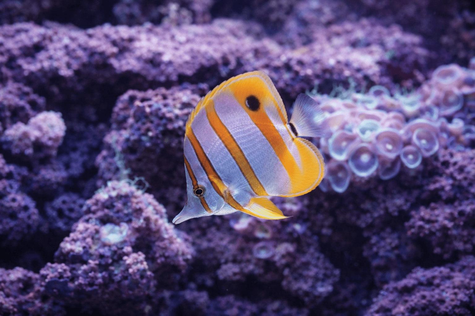 飾磨区・リバーシティーで「わくわく水族館」開催!4月12日までのイメージ画像